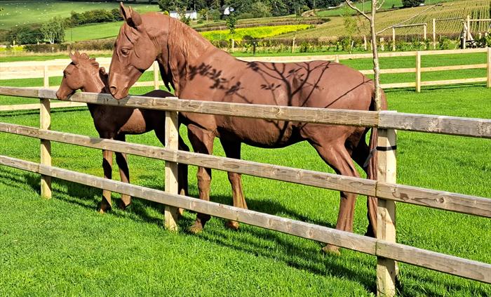 Mother and foal